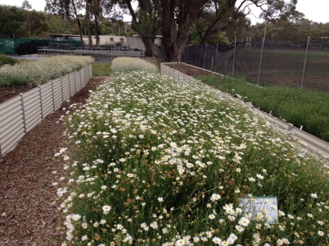 ACT Greening Australia seed production area