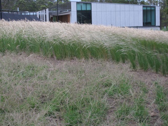 windmill and plume grass